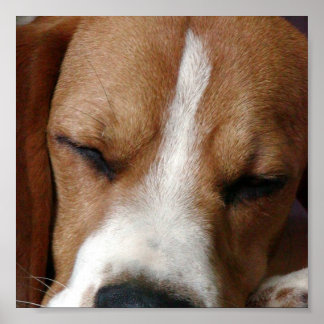 Beagle Snooooding Print Poster
