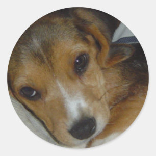 Beagle Sticker 2