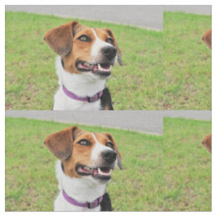 Beagle Stoff