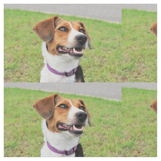 Beagle Stoff (Nahaufnahme)