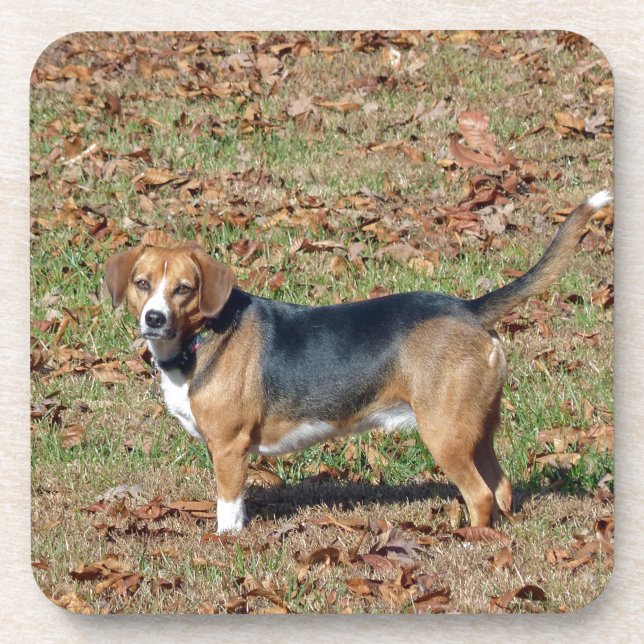 Beagle Untersetzer (Vorderseite)