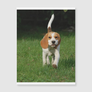 Beagle Walking.png Magnetkarte