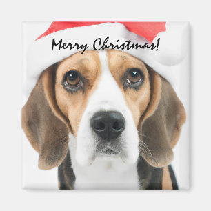 Beagle Weihnachten Magnet