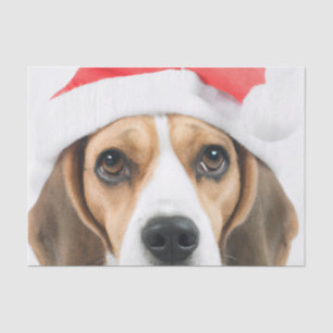 Beagle Weihnachten Seidenpapier