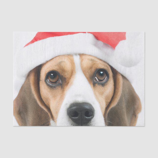 Beagle Weihnachten Seidenpapier (Vorderseite)