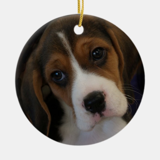 Beagle Weihnachtsschmuck (Vorne)