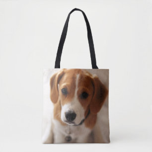 Beagle-Welpe 2