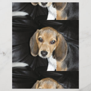 Beagle Welpe 2