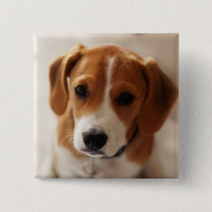 Beagle-Welpe 2 Button
