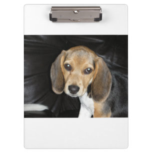 Beagle Welpe 2 Klemmbrett