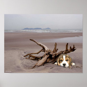Beagle Welpe auf dem Strandposter Poster