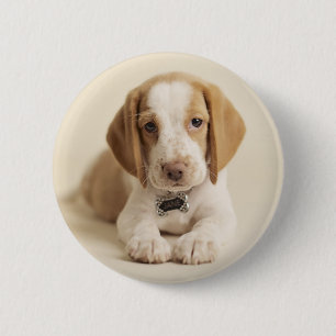 Beagle-Welpe Button