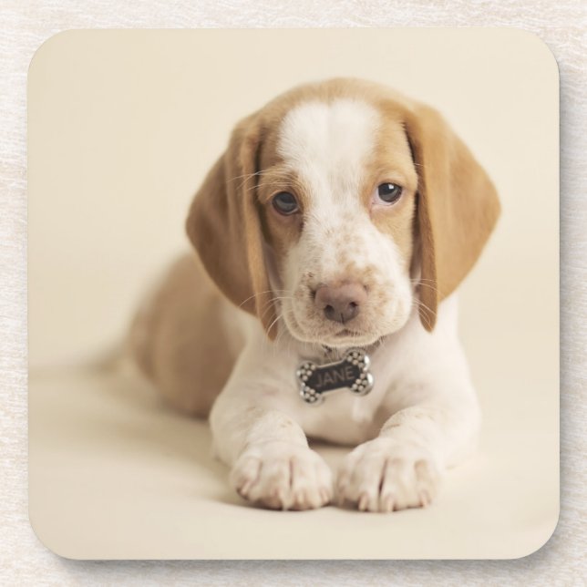 Beagle-Welpe Getränkeuntersetzer (Vorderseite)