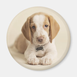 Beagle-Welpe Magnet
