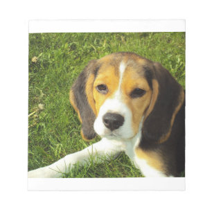 Beagle Welpe Notizblock