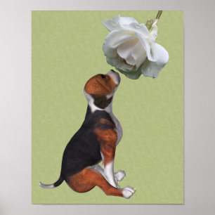Beagle Welpe riecht nach weißer Rose Poster