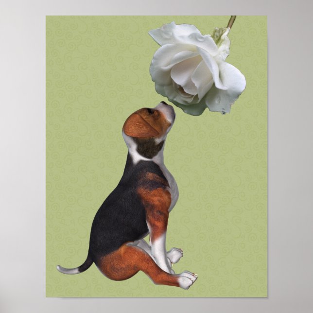 Beagle Welpe riecht nach weißer Rose Poster (Vorne)