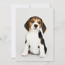 Beagle Welpe, unglaublich niedlich Karte