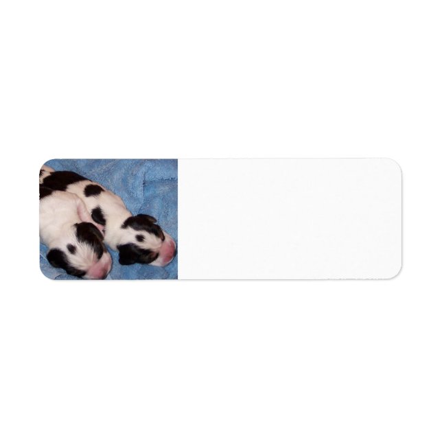 Beagle Welpen (Vorne)
