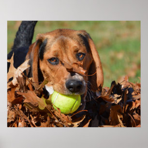 Beagle-Welpen-Blatt auf Nase u. Tennis-Ball Poster