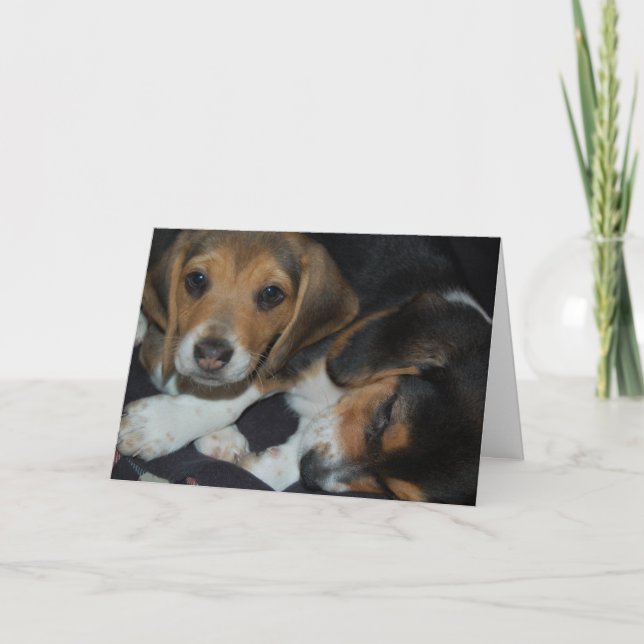 Beagle Welpen Geburtskarte Karte (Vorderseite)