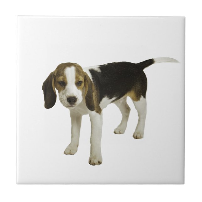 Beagle-Welpen-Hund Fliese (Vorderseite)