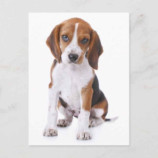 Beagle Welpen Hund Grußkarte Postkarte (Vorderseite)