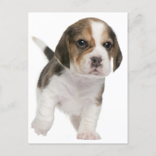 Beagle Welpen Hund Grußkarte Postkarte