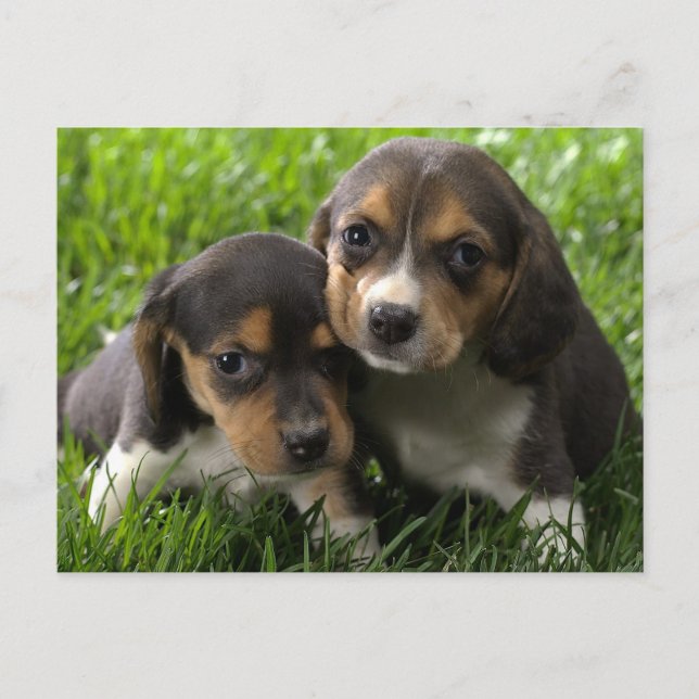 Beagle Welpen Hund Grußkarte Postkarte (Vorderseite)