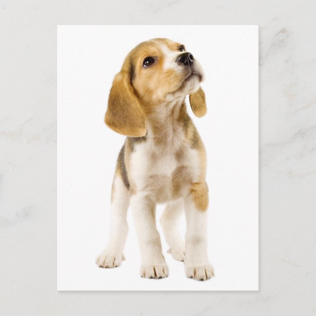 Beagle Welpen Hund Grußkarte Postkarte (Vorderseite)