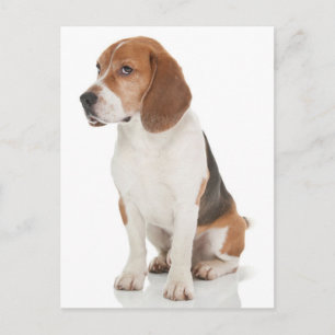 Beagle-Welpen-Hund-Grußpostkarte Postkarte