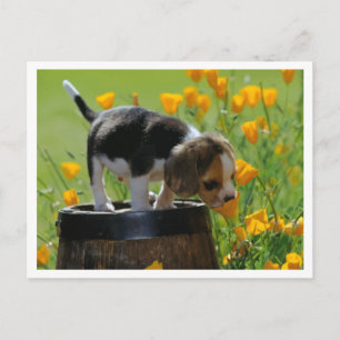 Beagle-Welpen-Hund-Grußpostkarte Postkarte