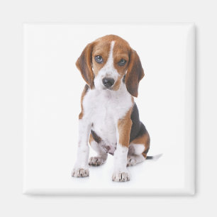 Beagle-Welpen-Hund-Kühlschrankmagnet Magnet