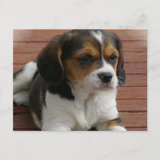Beagle Welpen-Hund-Postkarte Postkarte