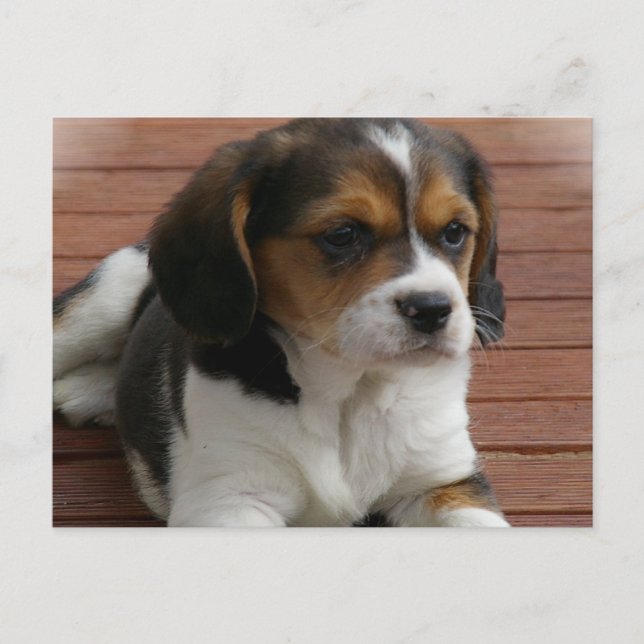 Beagle Welpen-Hund-Postkarte Postkarte (Vorderseite)