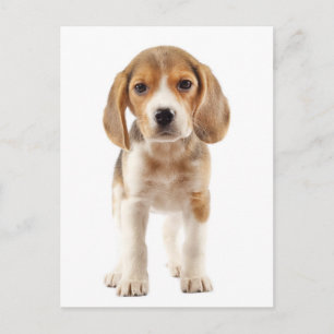 Beagle-Welpen-Hunde-Grußpostkarte Postkarte