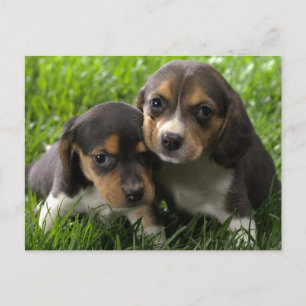 Beagle-Welpen-Hunde-Grußpostkarte Postkarte