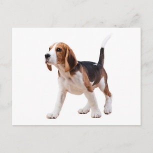 Beagle-Welpen-Hunde-Grußpostkarte Postkarte
