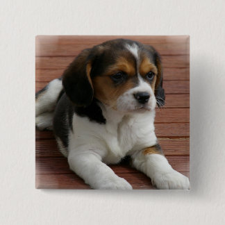 Beagle-Welpen-Hundequadrat-Button Button