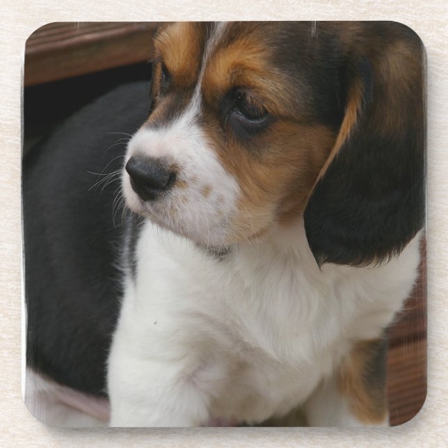 Beagle-Welpen-Korken-Untersetzer Untersetzer (Vorderseite)
