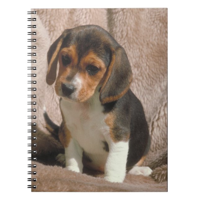 Beagle-Welpen-Notizbuch Notizblock (Vorderseite)
