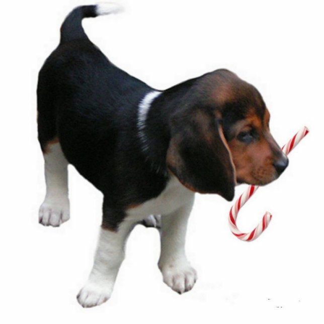 Beagle-Welpen-Verzierung Fotoskulptur Ornament (Vorne)