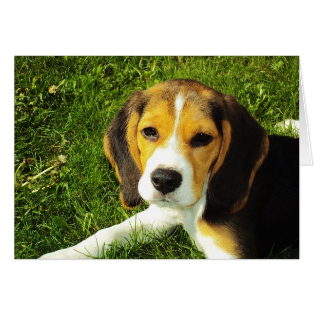Beagle-Welpenkarte (Vorderseite (Horizontal))