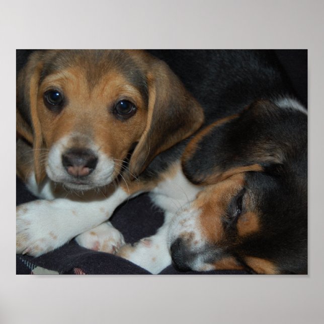 Beagle Welppies Poster (Vorne)