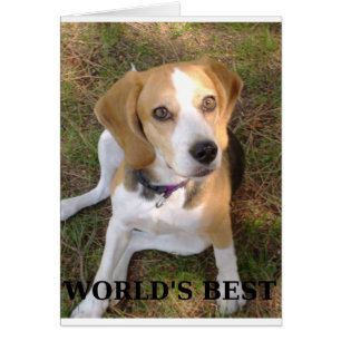 Beagle Welten am besten