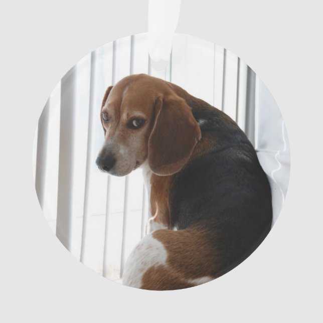 Beaglehaltung Ornament (Vorderseite)