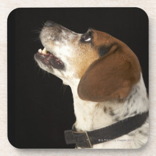 Beaglehund mit schwarzem Kragenprofil Untersetzer