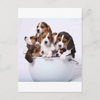 Beagles im Eimer Postkarte