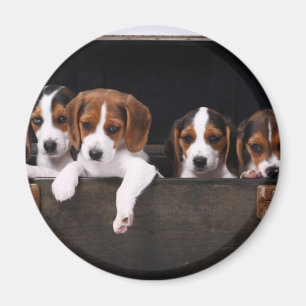 Beagles Magnet