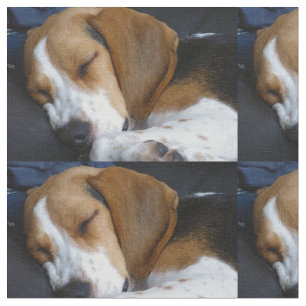 Beagleschlafen Stoff